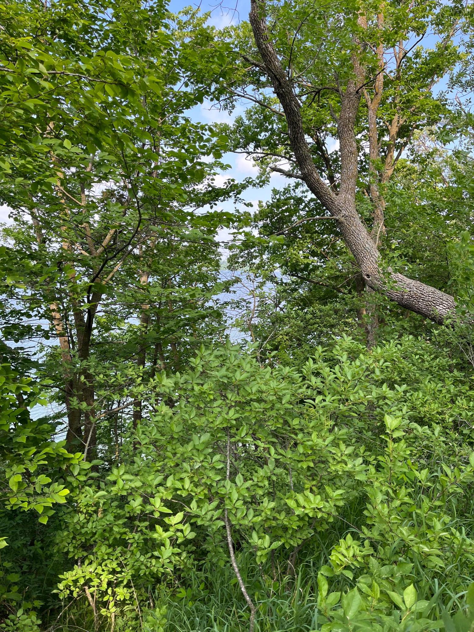 TBD Wild Rose Trail