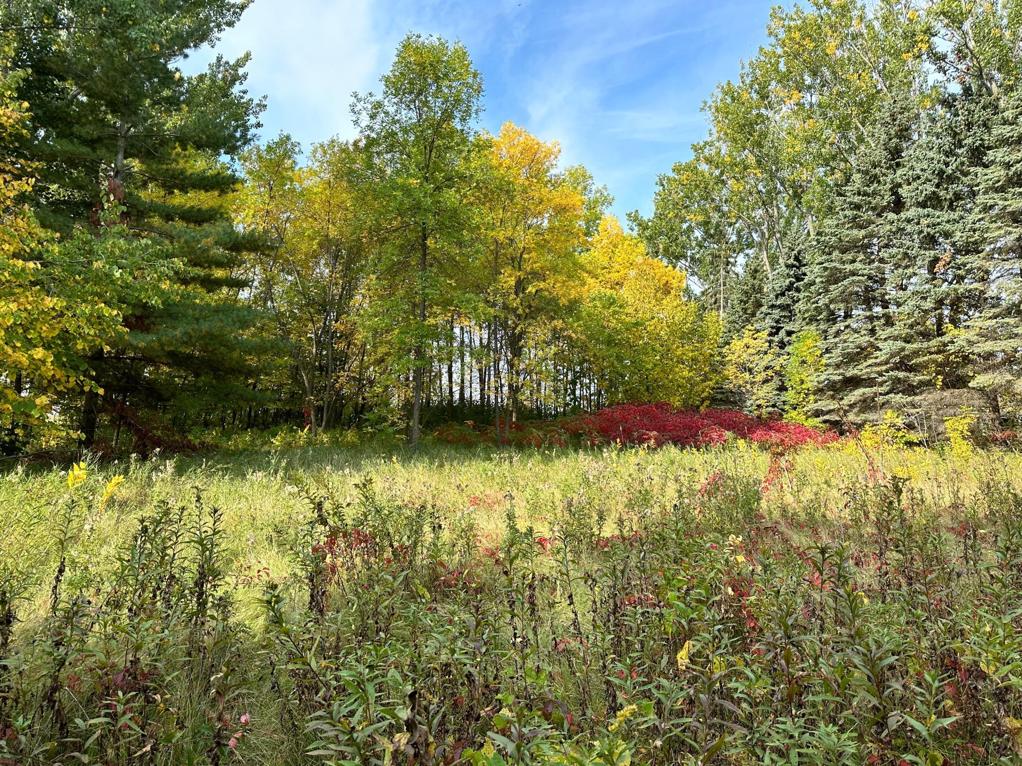 TBD Wild Rose Trail