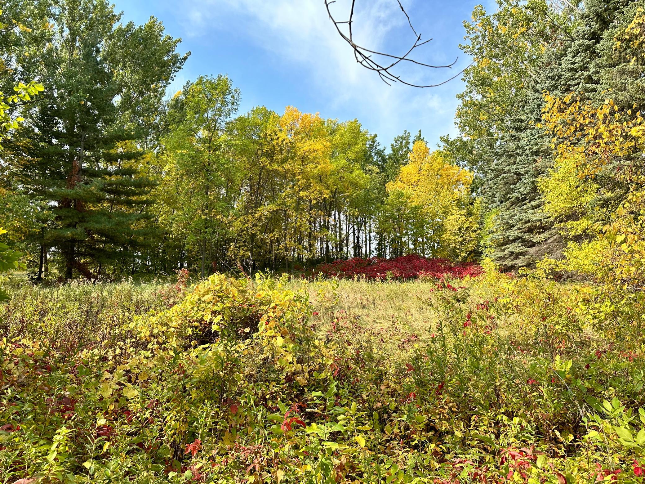 TBD Wild Rose Trail