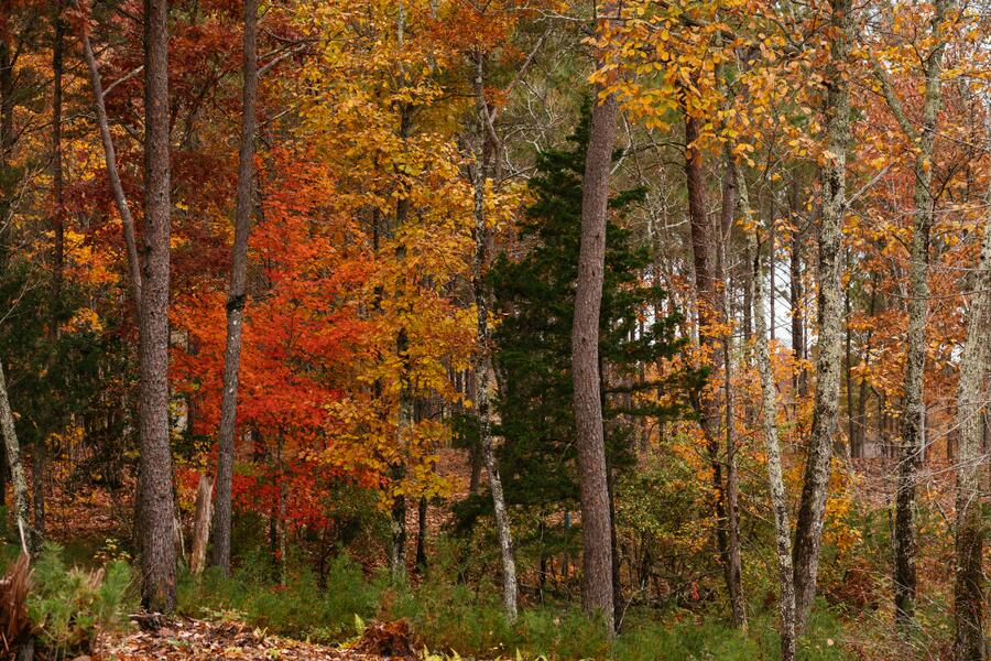 0 Worley Road, Lot 40