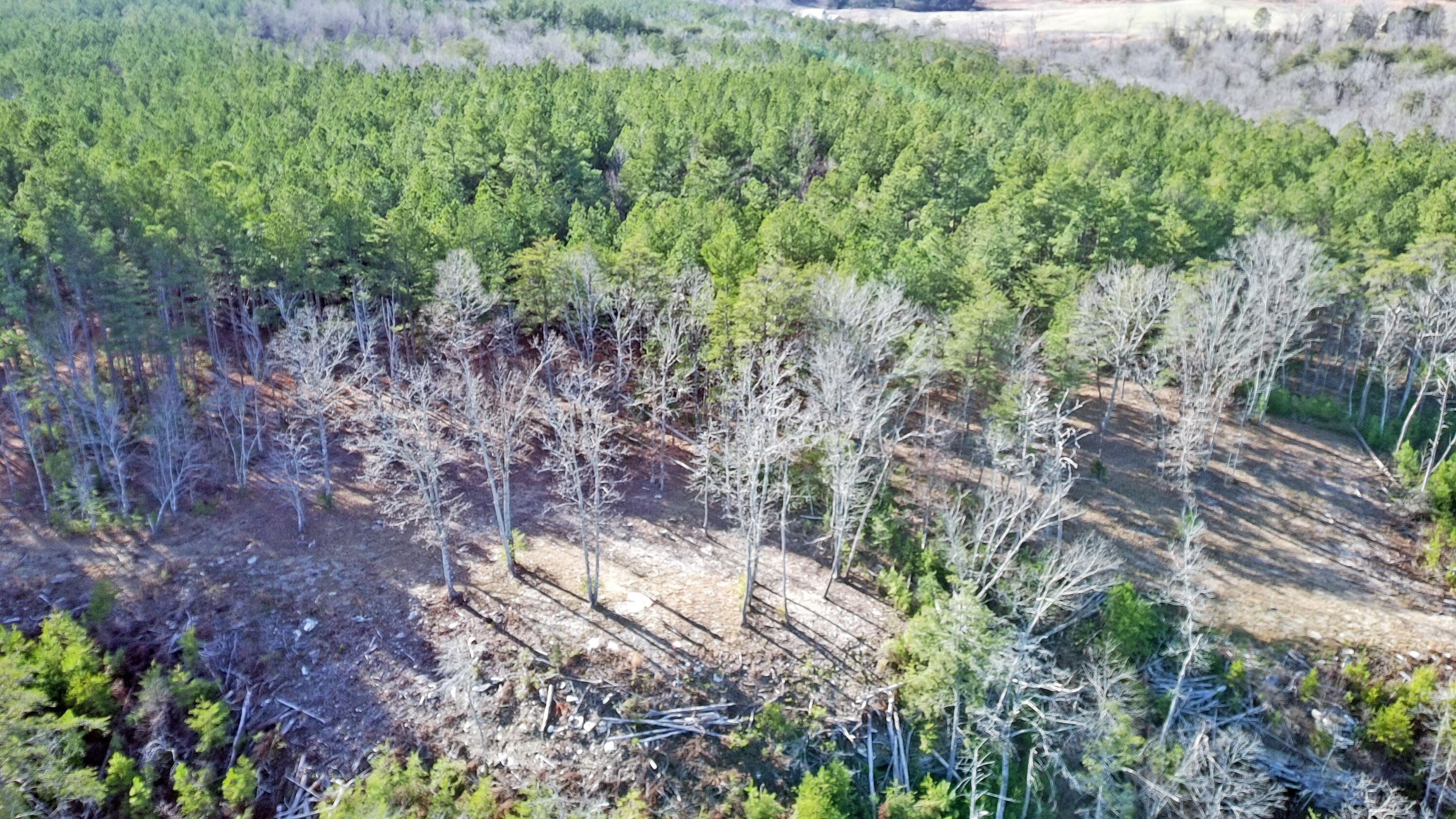 0 Big Soddy Drive, Lot 12