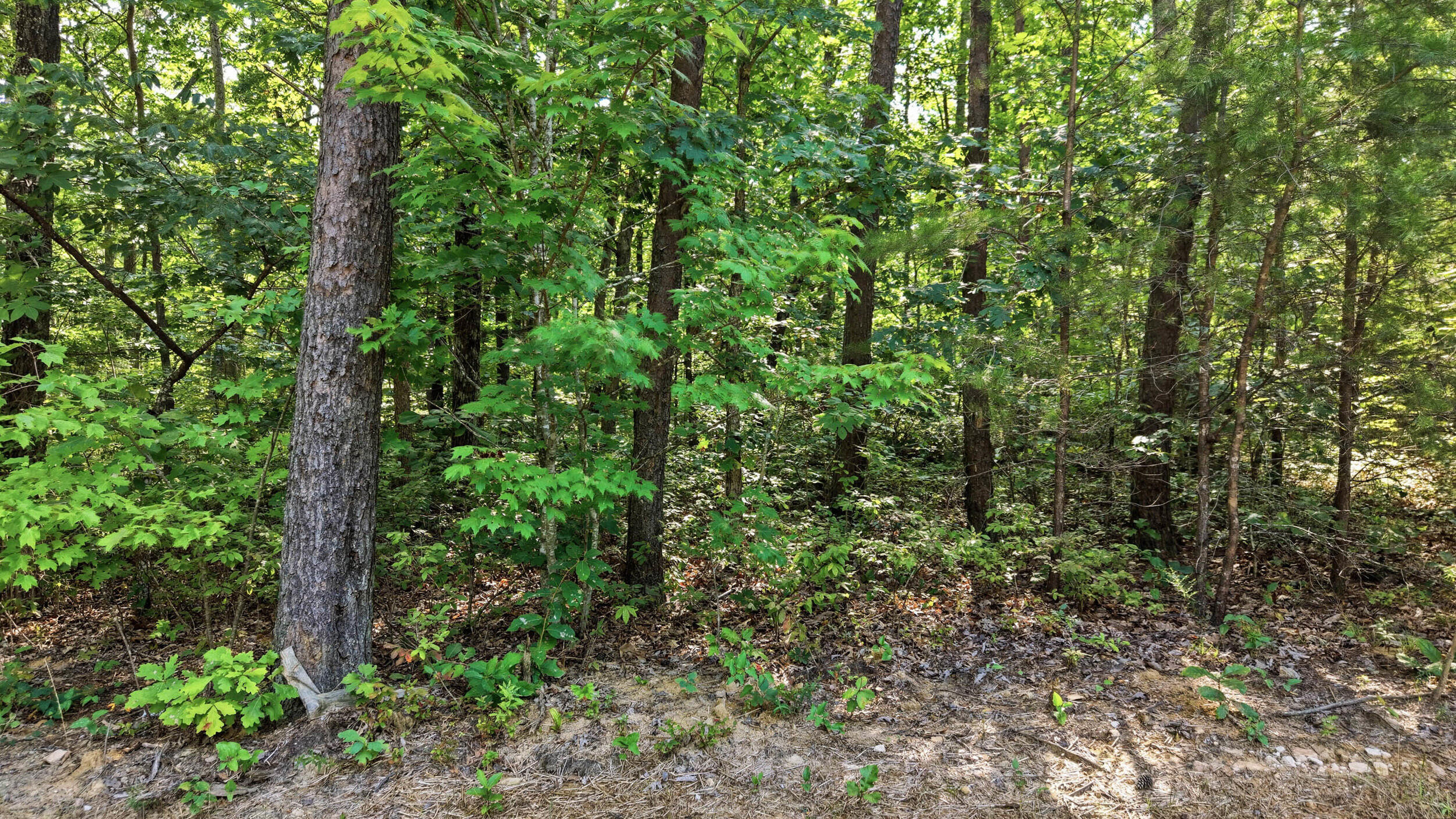 0 Timber View Road, Lot 20