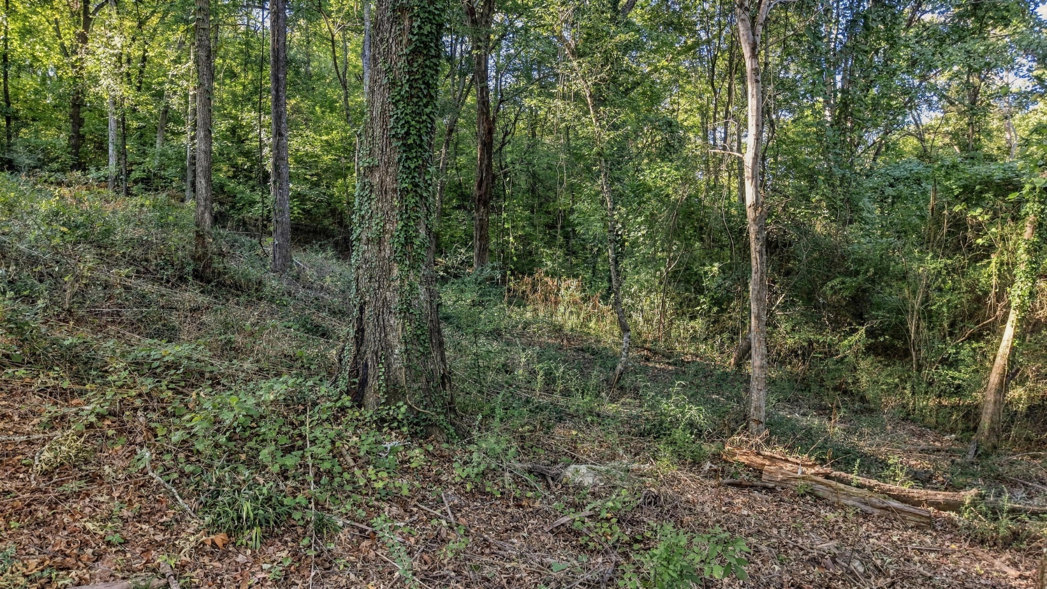 7364 Mccormack Drive