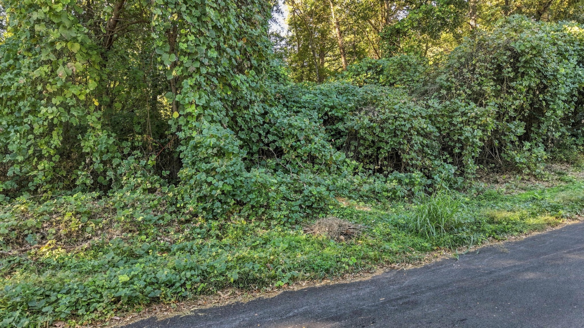 7364 Mccormack Drive