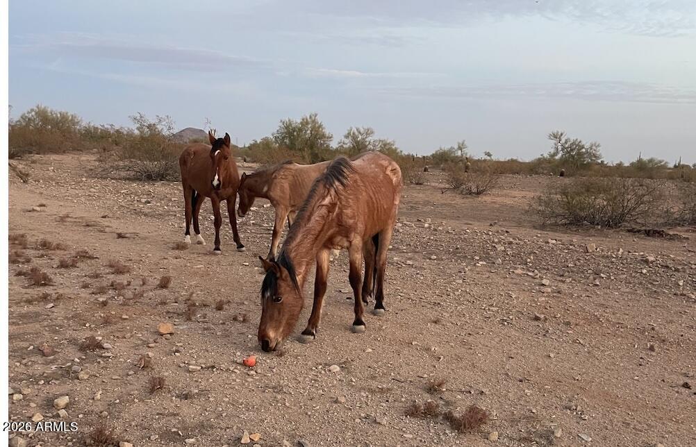 11609 E BELLA VISTA Drive