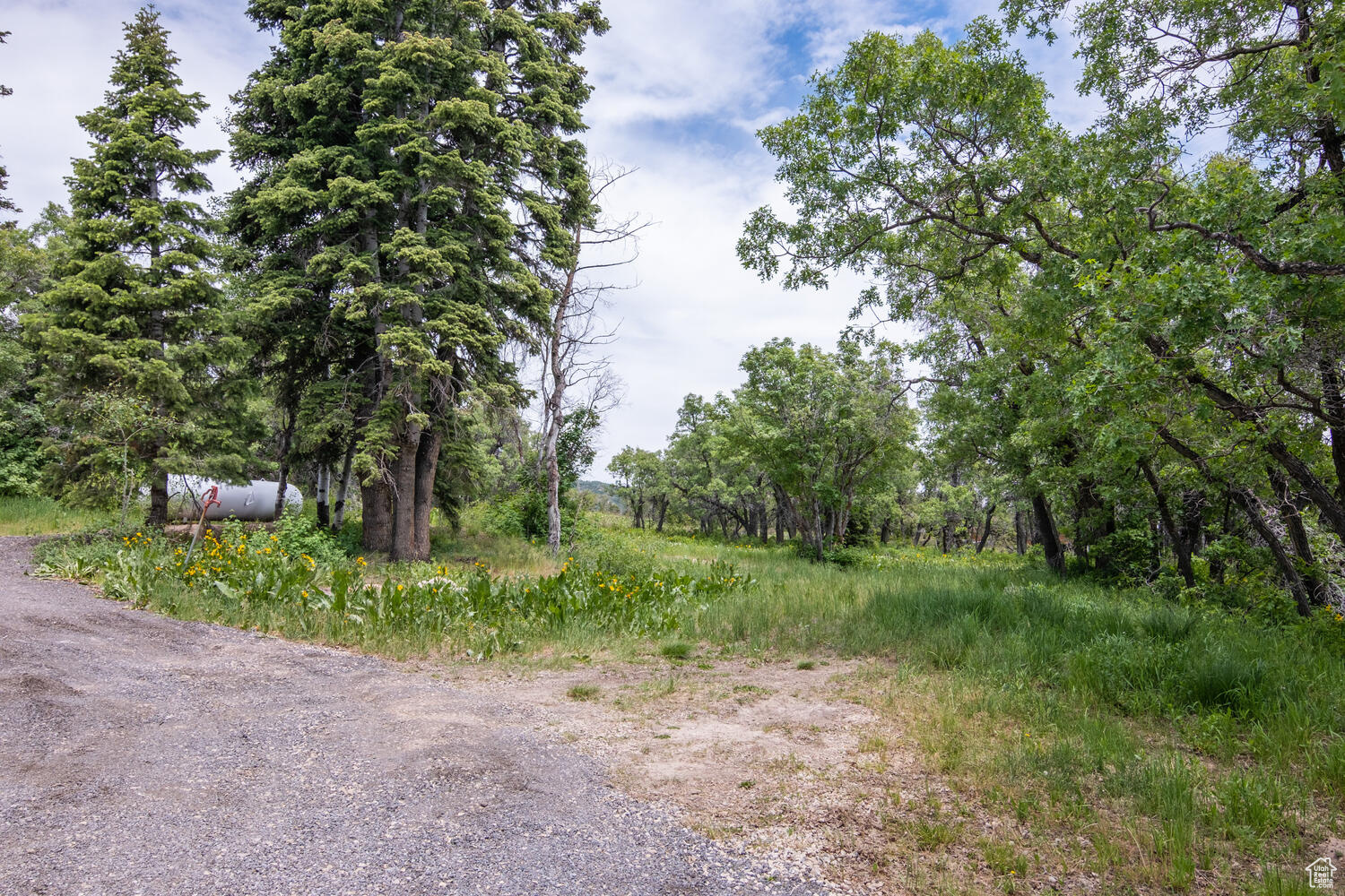 209 PORCUPINE LOOP
