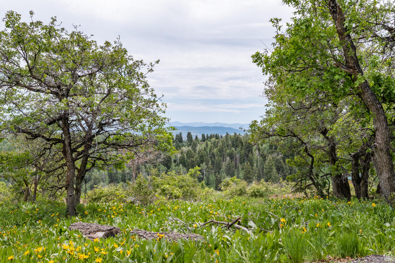 209 PORCUPINE LOOP