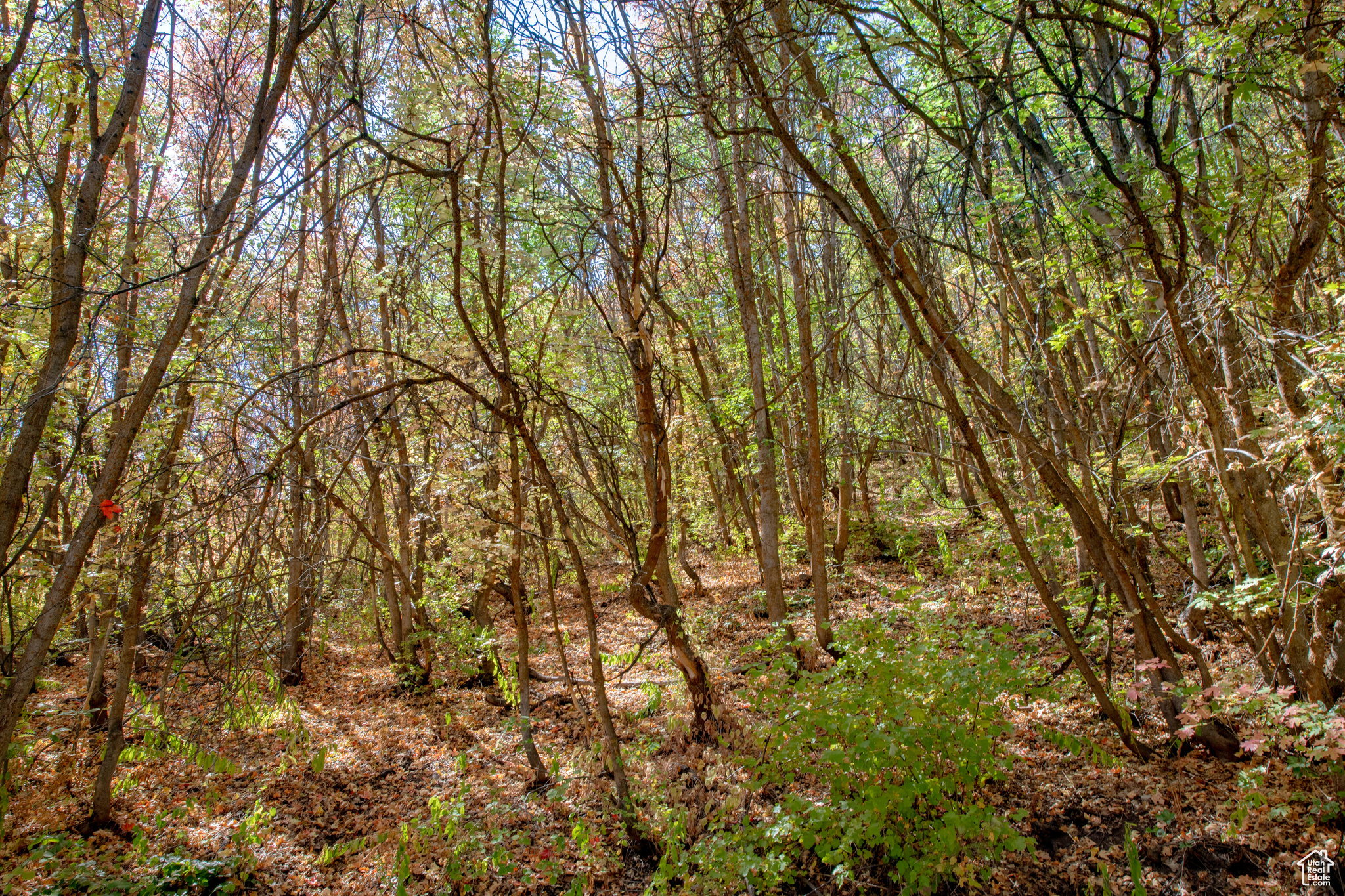 1037 NORTHSTAR Unit: 10