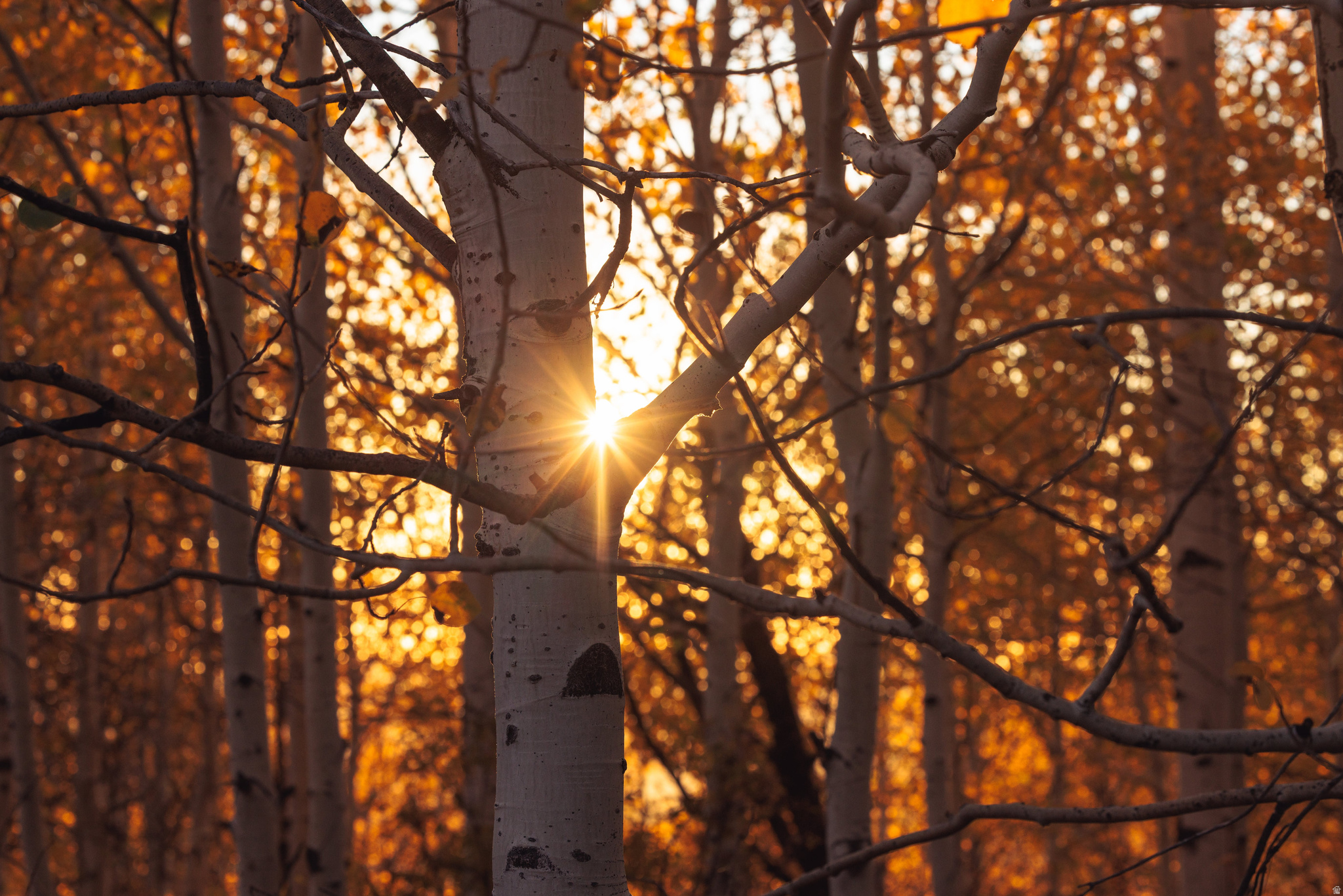 145 W FOREST MEADOW RD