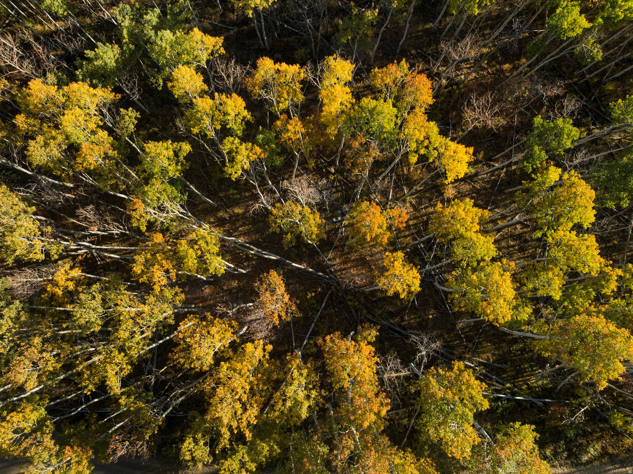 145 W FOREST MEADOW RD