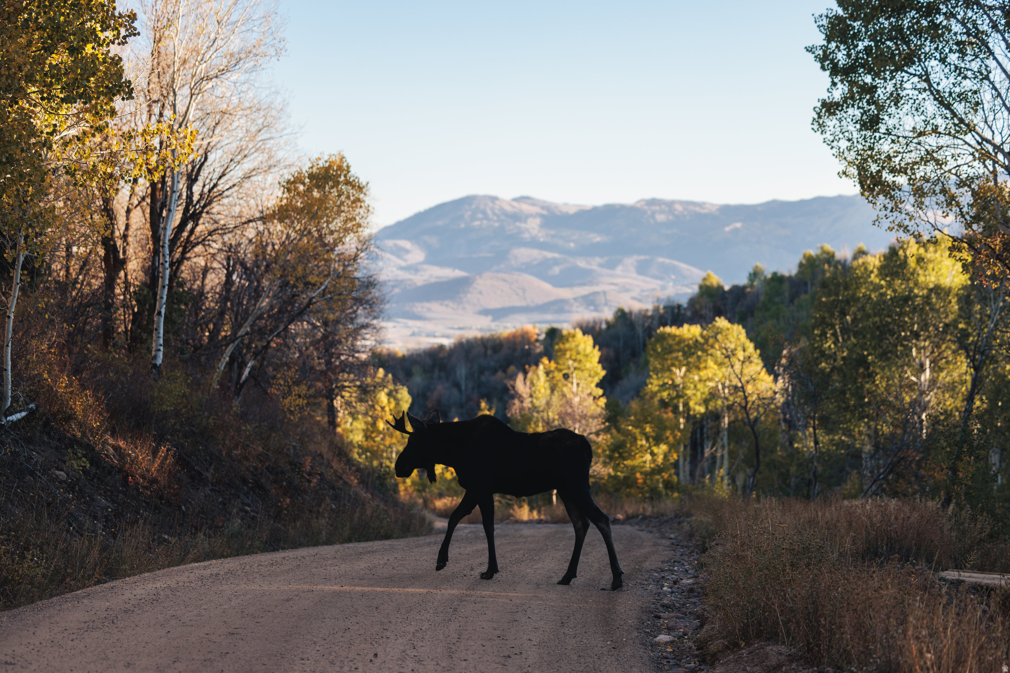 145 W FOREST MEADOW RD