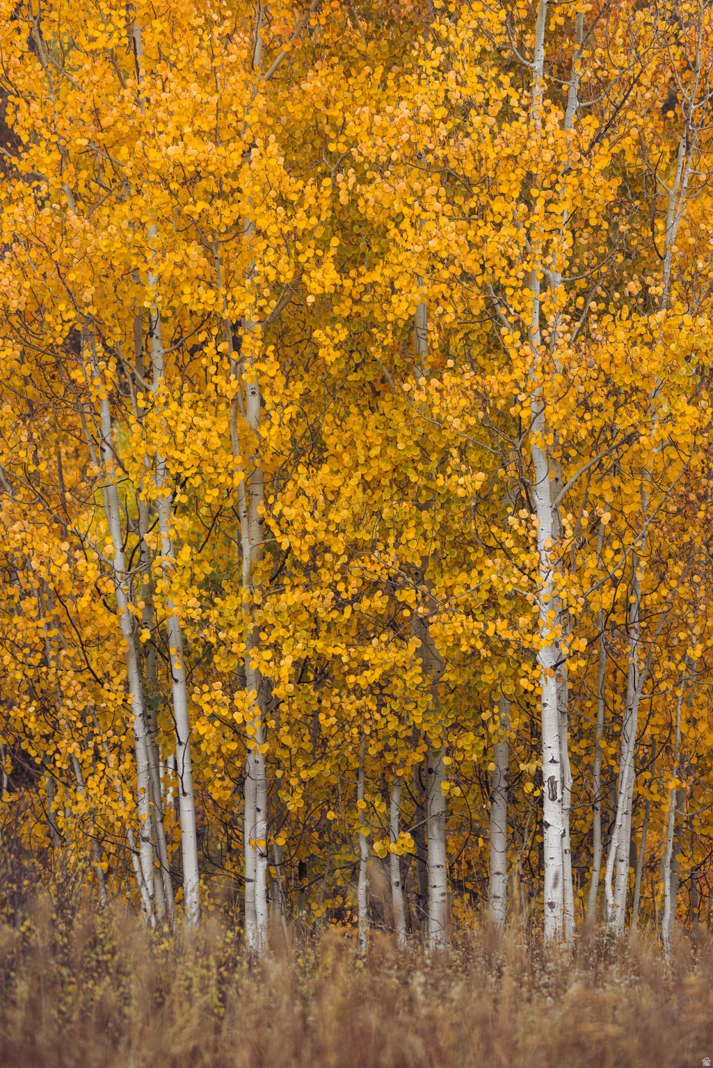 145 W FOREST MEADOW RD