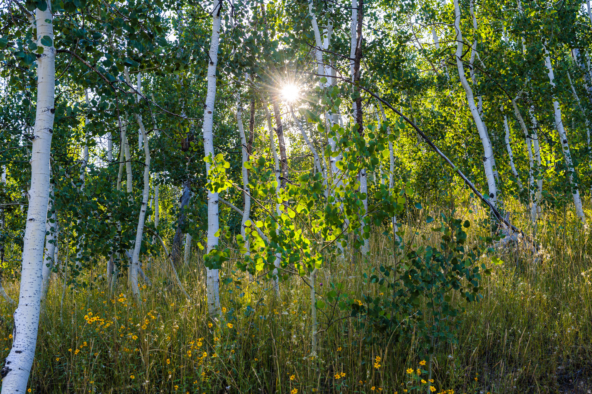 2070 S UINTAH VIEW DR Unit: 50