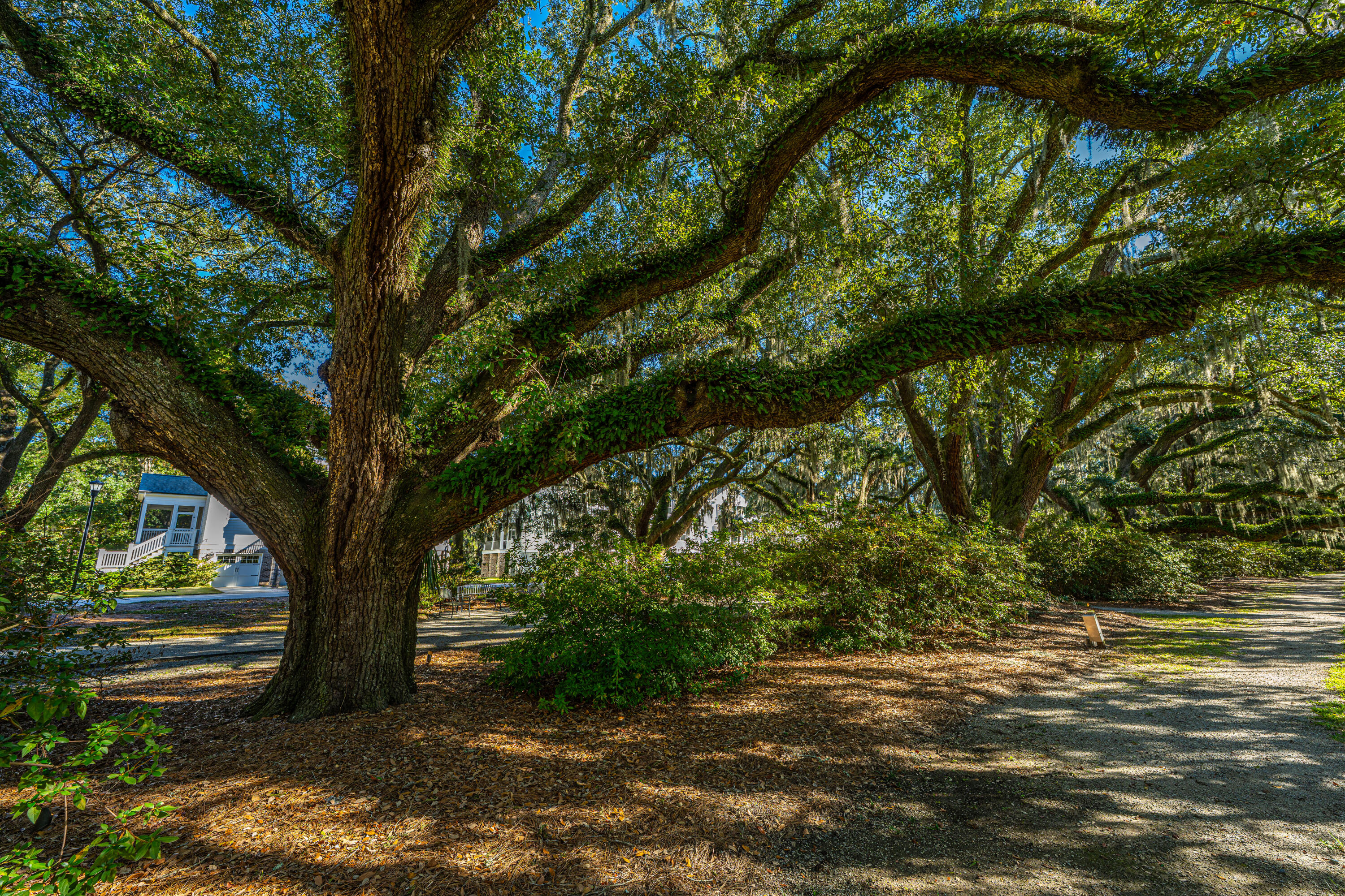 1054 Avenue Of Oaks