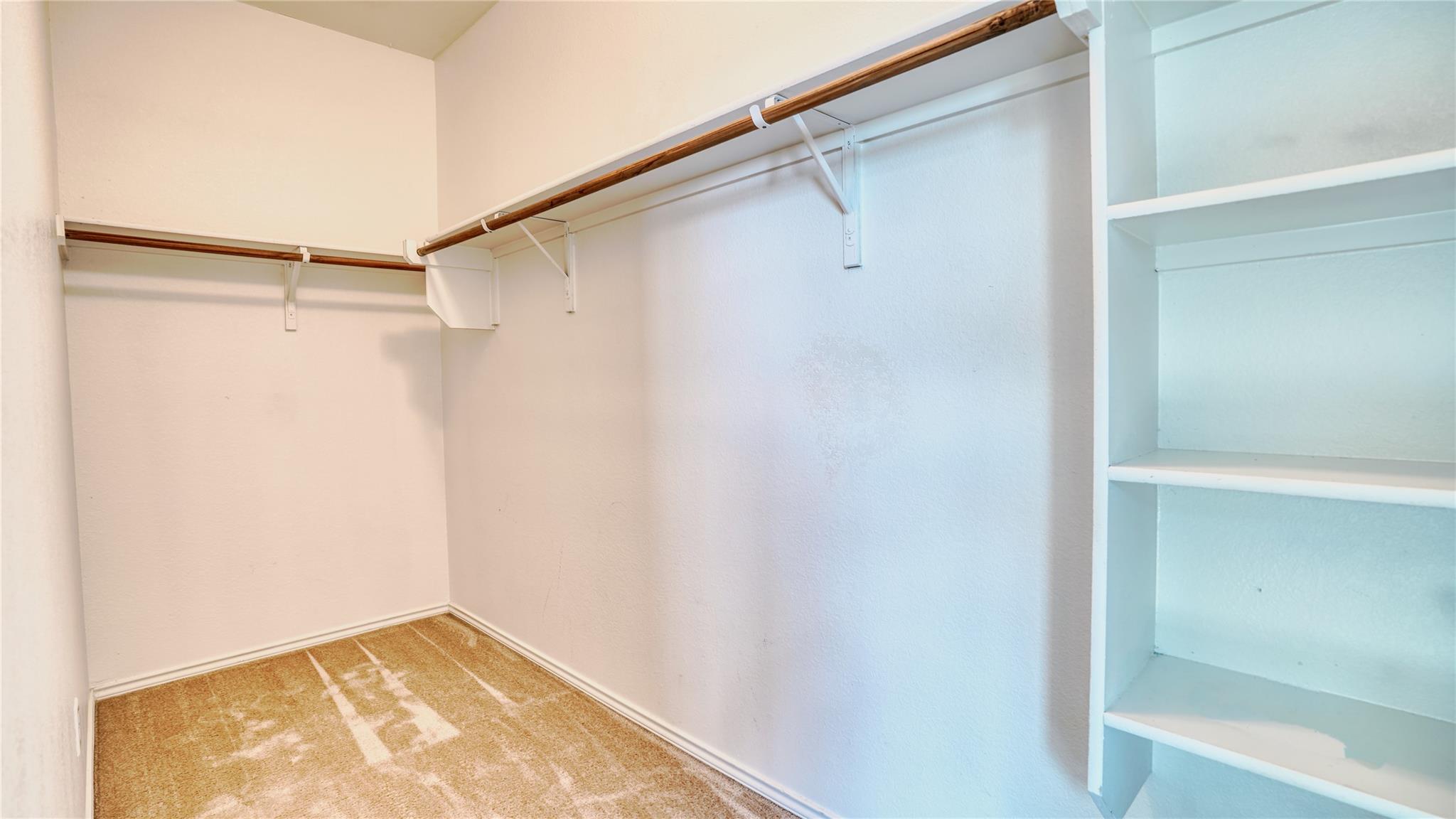 137 Carlina LOOP