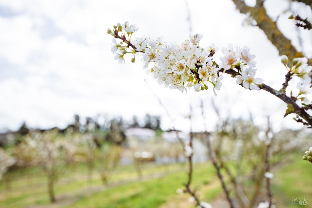 2174 Live Oak Farm Ln