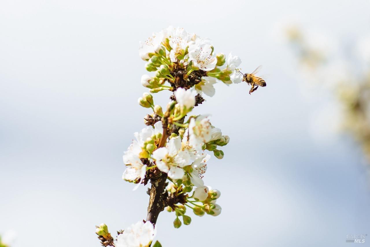 2174 Live Oak Farm Ln