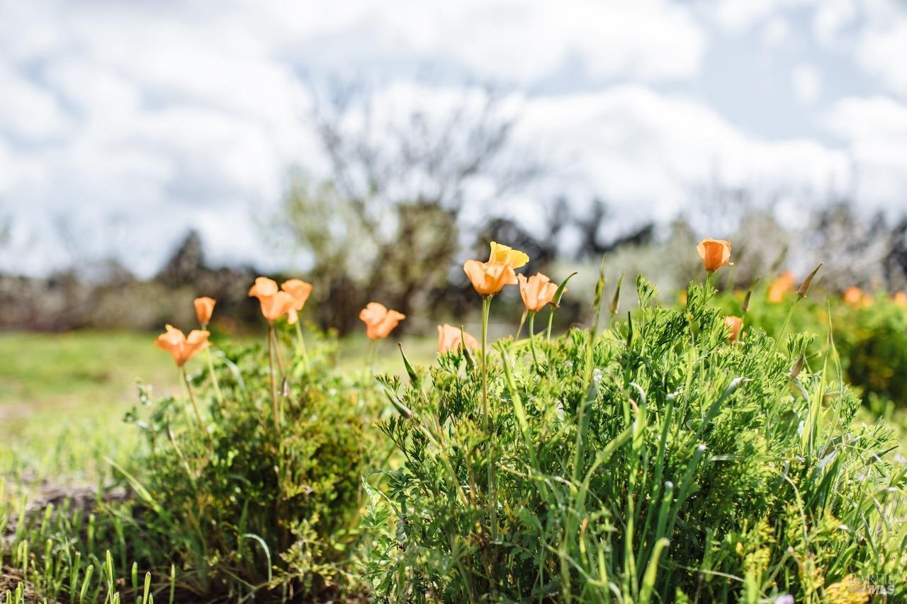 2174 Live Oak Farm Ln