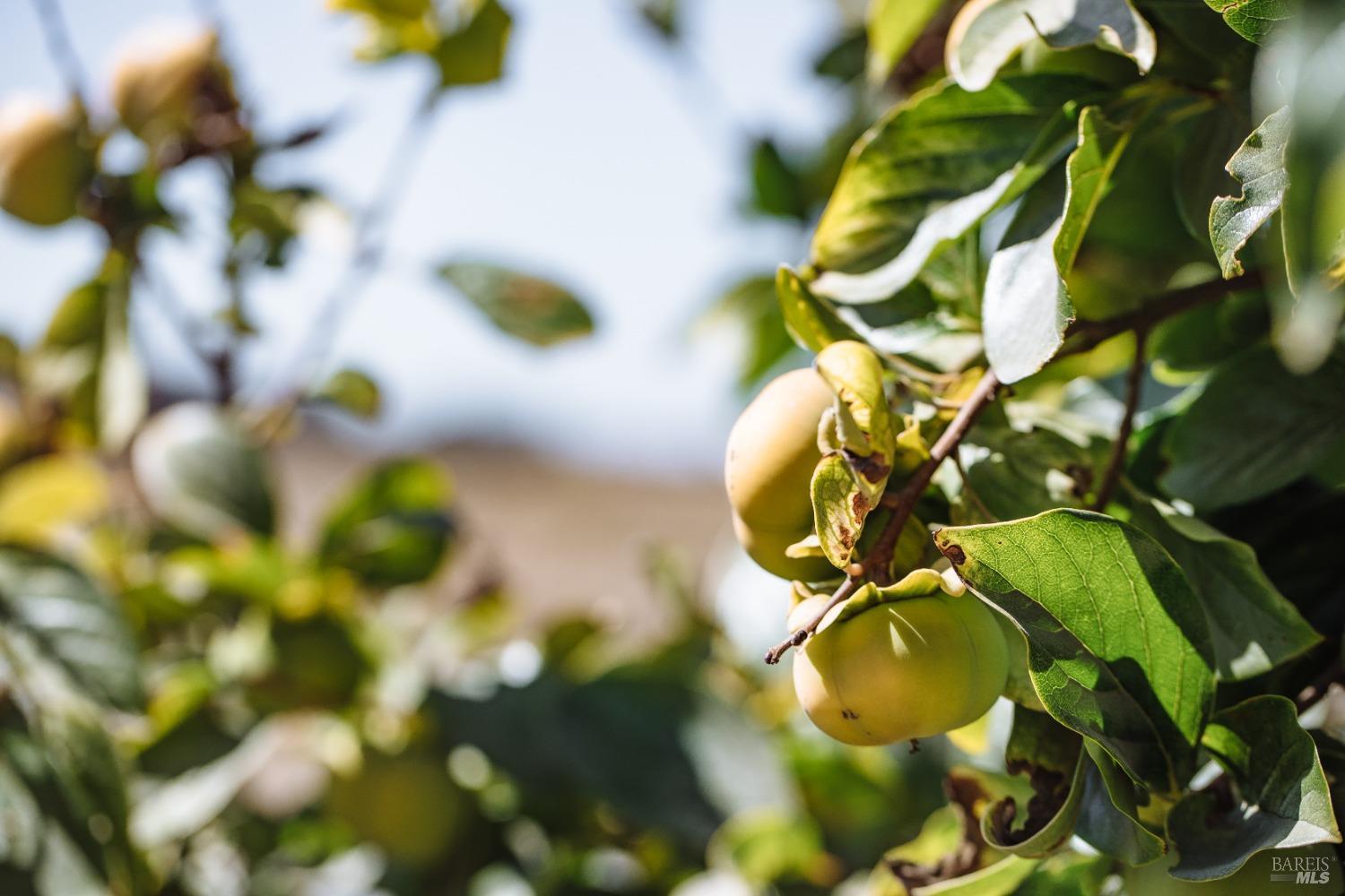 2055 Live Oak Farm Ln