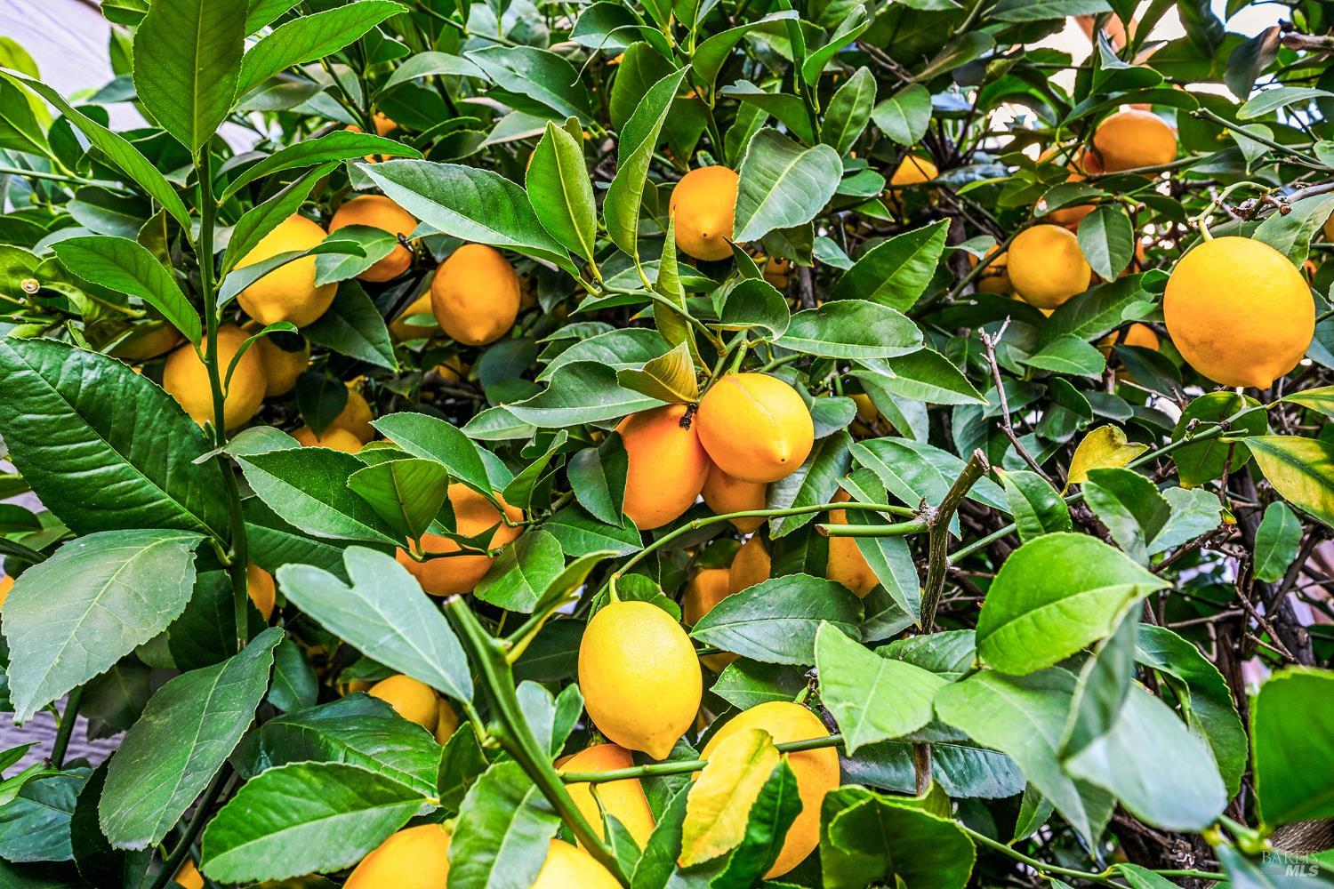 1173 River Pine Circle