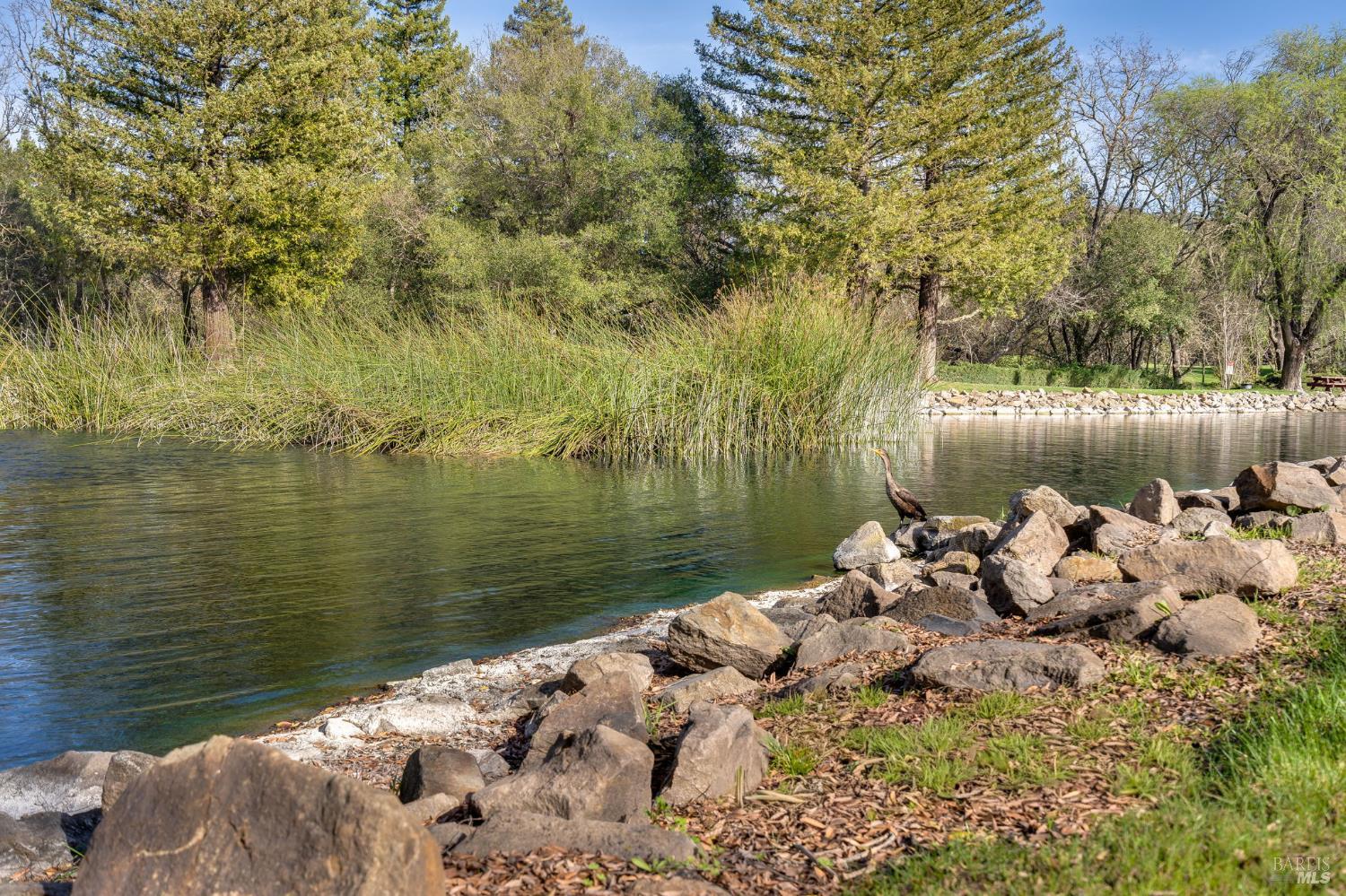 Wooded lakeshore with tall reeds, a rocky bank, and a bird standing at the water’s edge.