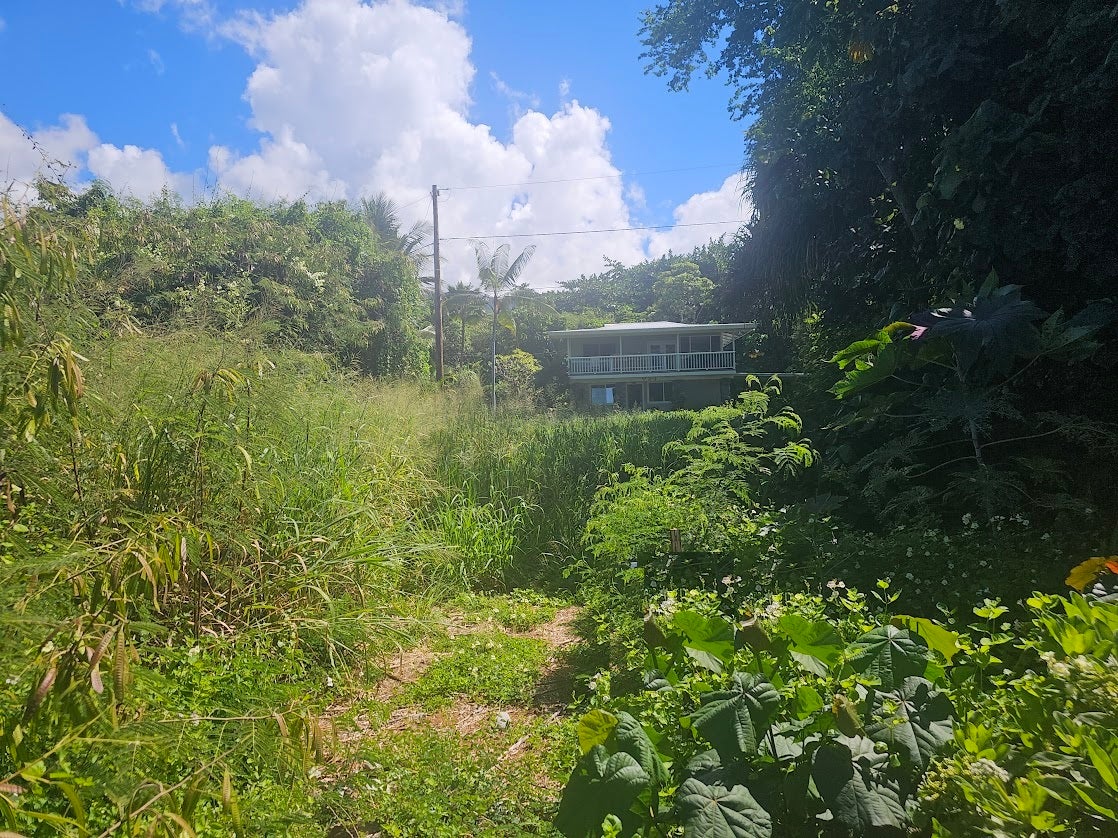 House with a long balcony beyond an overgrown tropical yard.