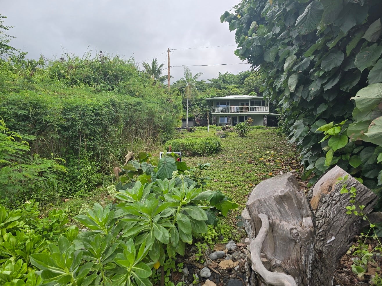 House at the back of a lush tropical lot, framed by dense greenery and a large cut tree stump.