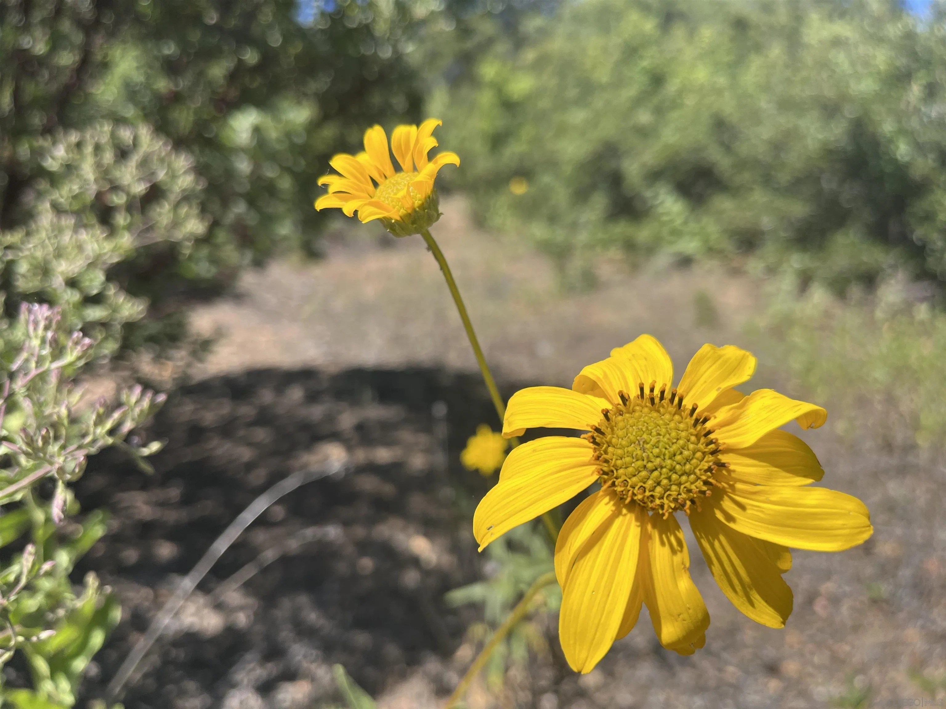 3890 Eagle Ridge Unit 0