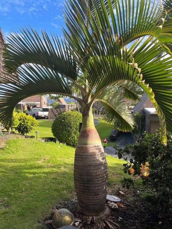 95-788 NINOLE LOOP RD 57