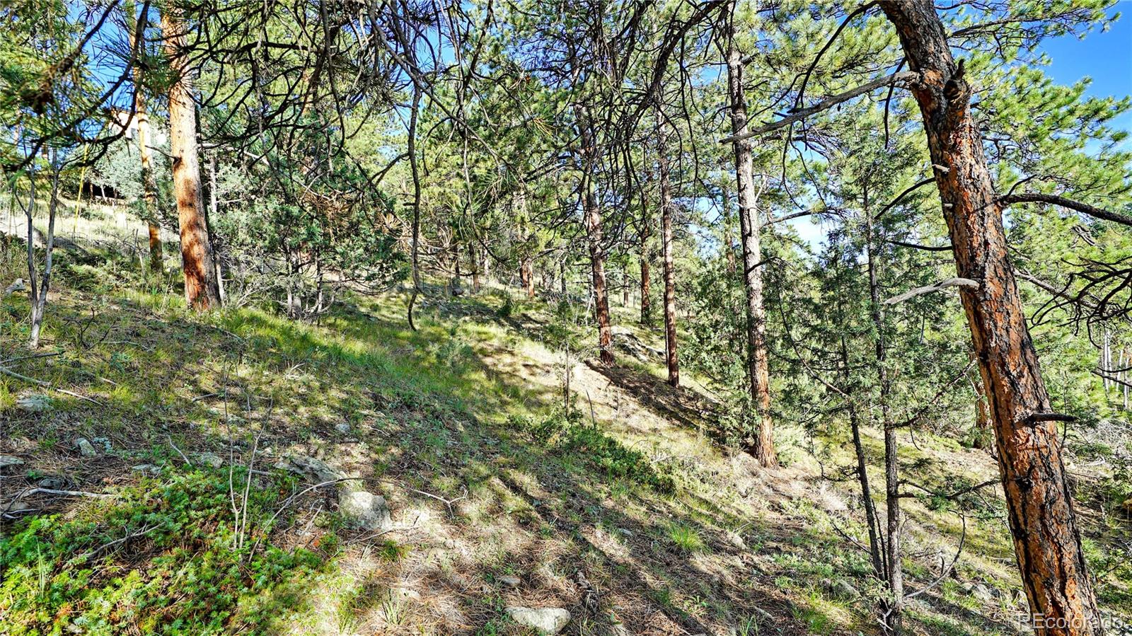 Bob Cat Trail