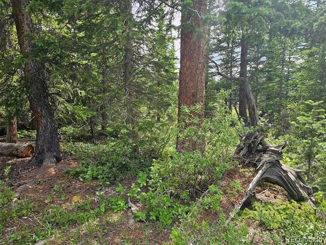 316 Gold Trail