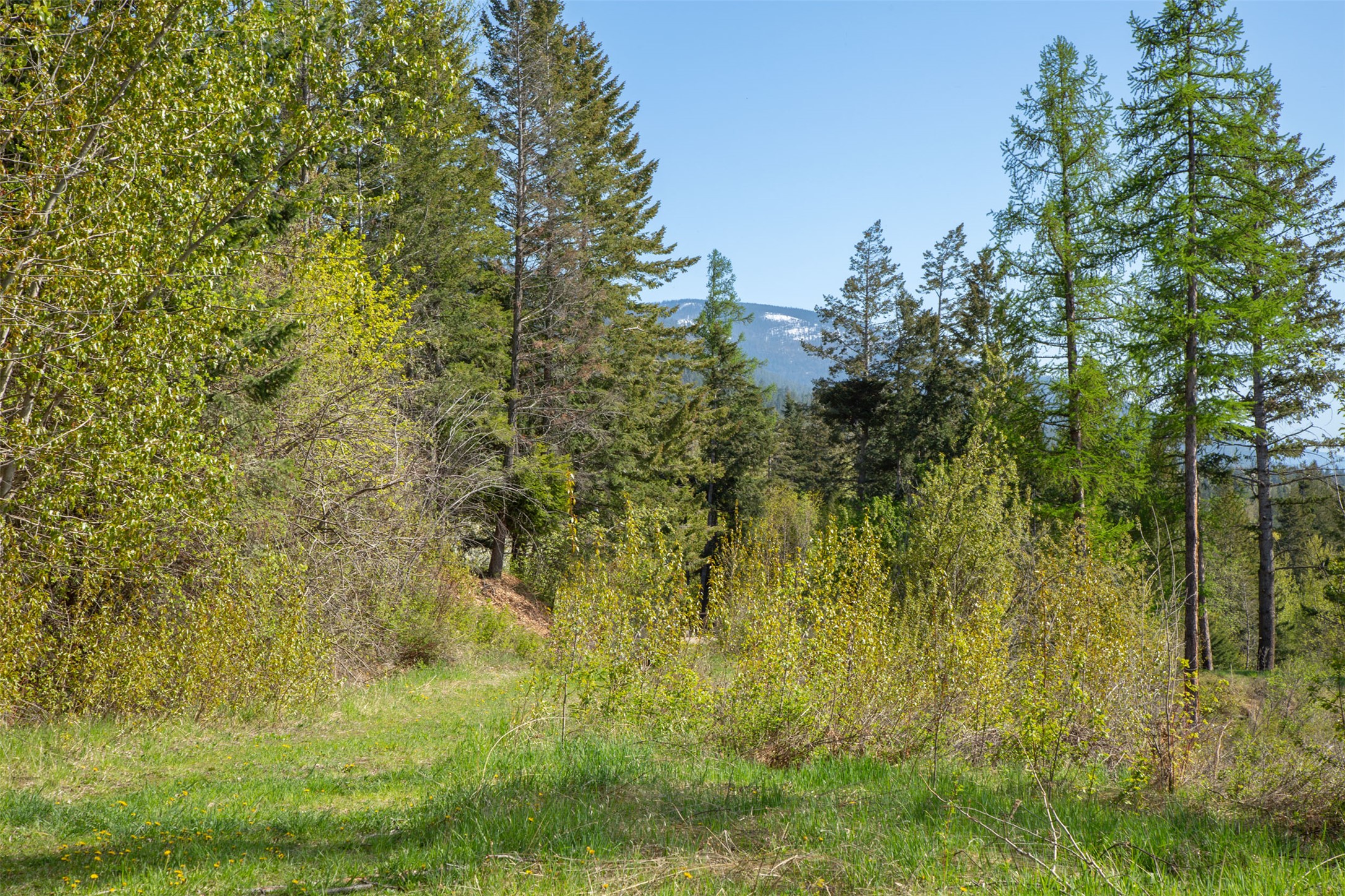 17909 Wolf Creek Lane