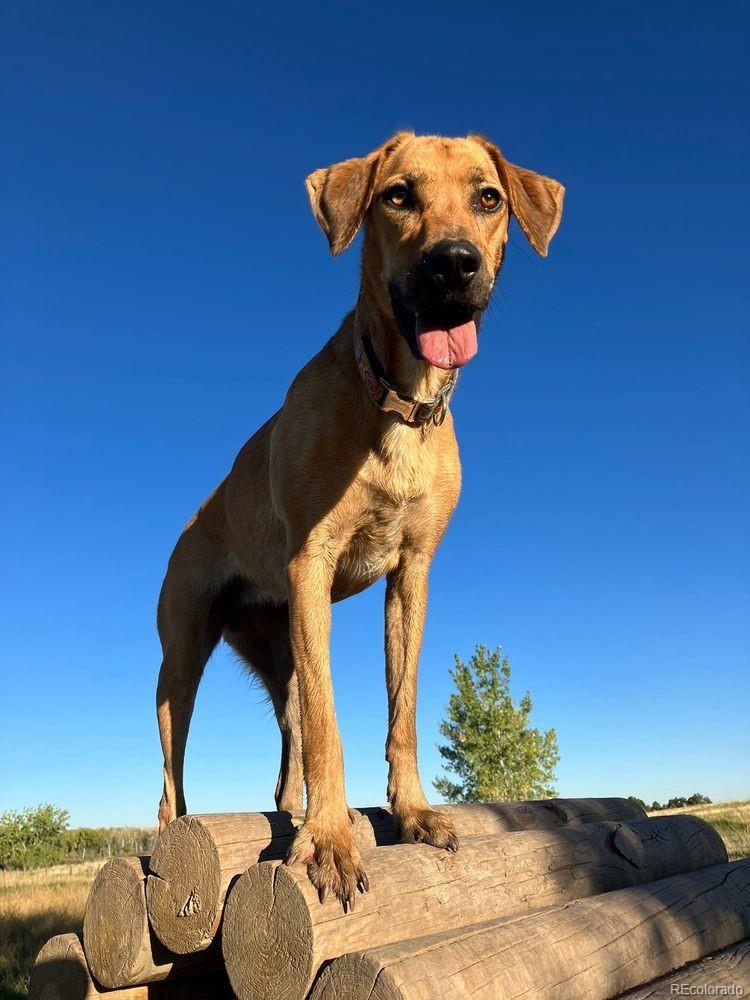 A tan dog stands on stacked logs beneath a clear blue sky.