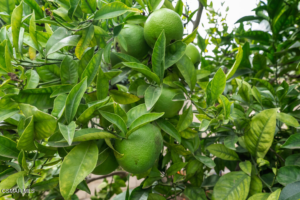 3810 Calle Clara Vista