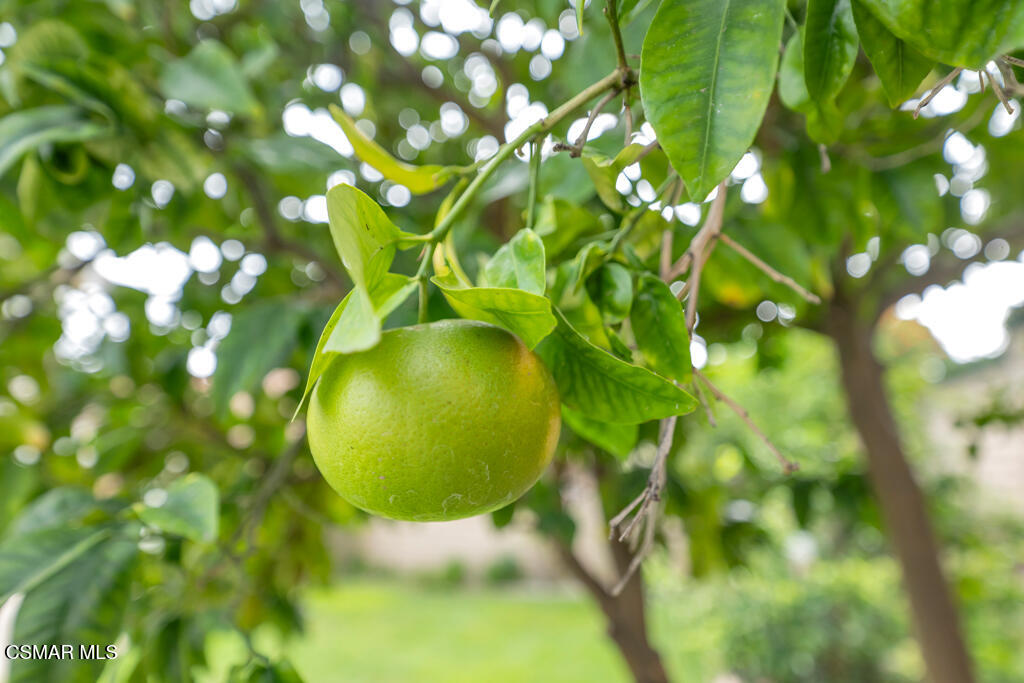 3810 Calle Clara Vista