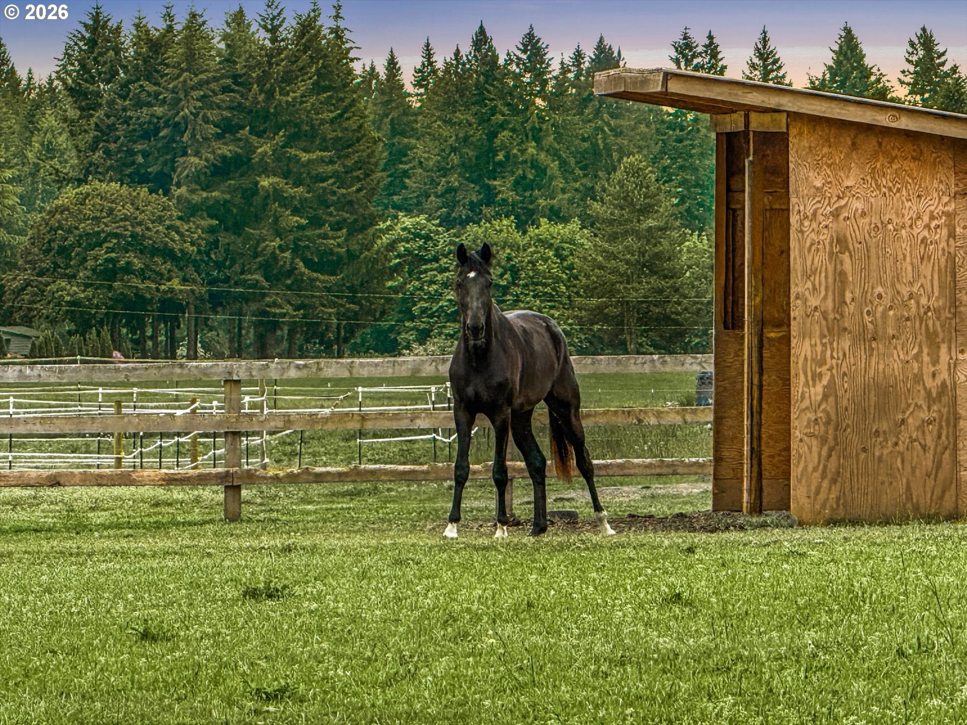 SW Homesteader