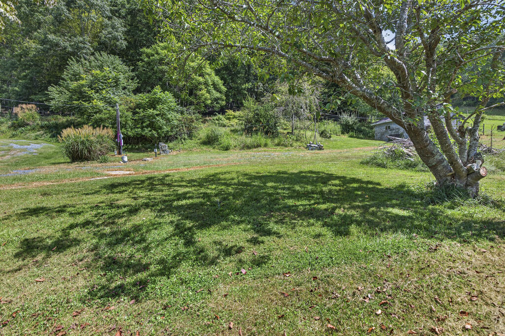 Grassy yard shaded by a large mature tree, with shrubs and a gravel drive edge.