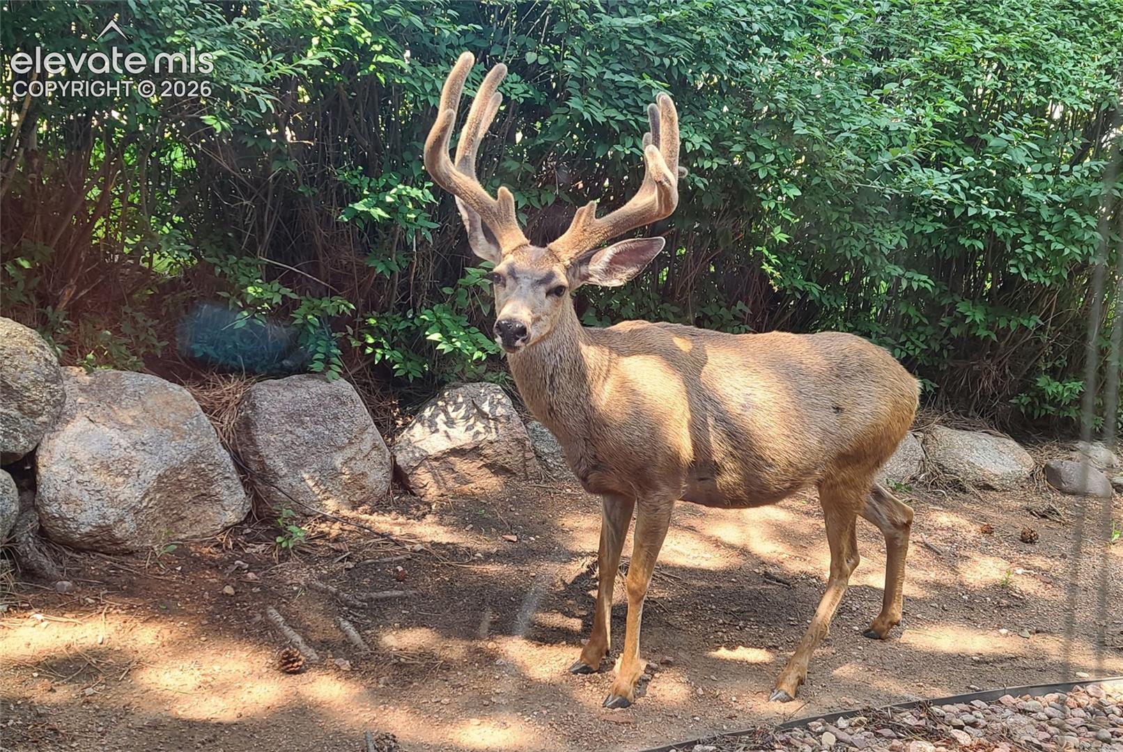 Buck with large velvet-covered antlers standing beside boulders and shrubs in a sunny yard.
