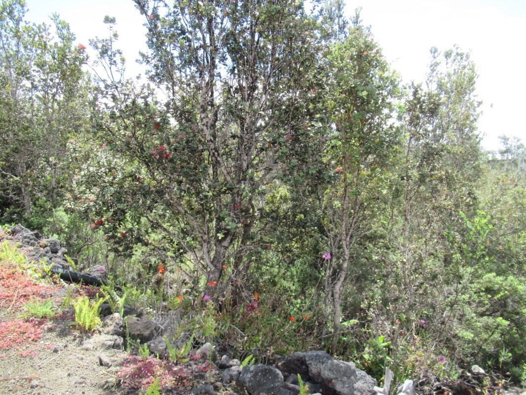 92-9214 PARADISE PKWY