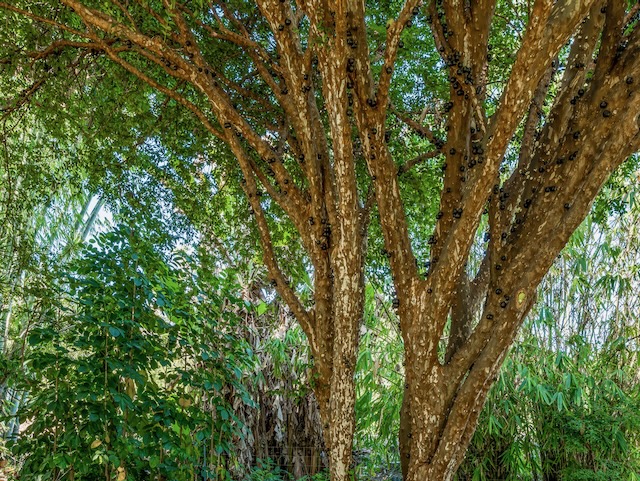 84-5085 PAINTED CHURCH RD