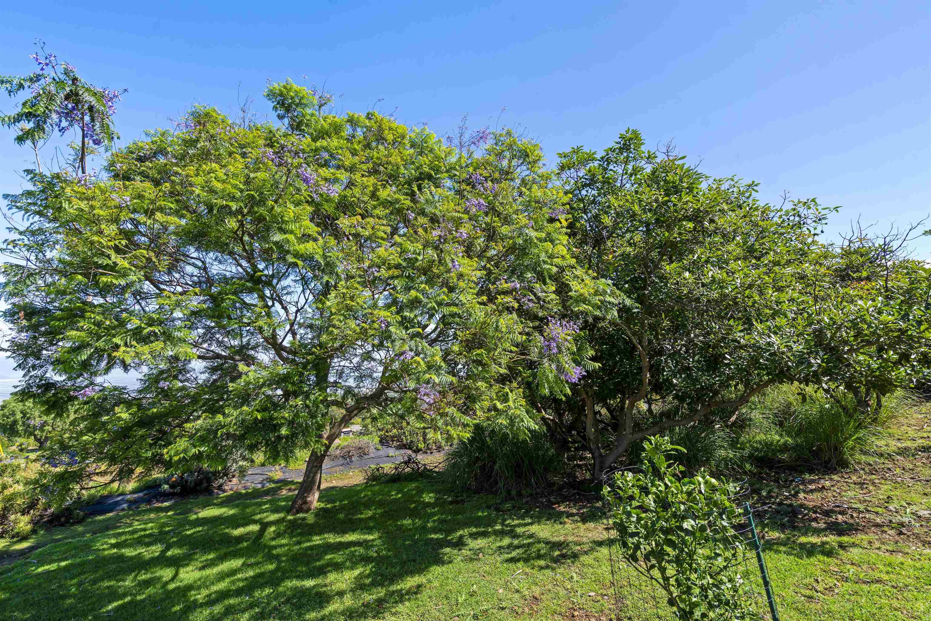 505 Kamehameiki Rd