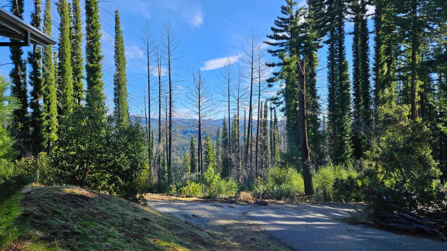 Wooded property driveway bordered by tall evergreens, with distant hills visible through the trees.