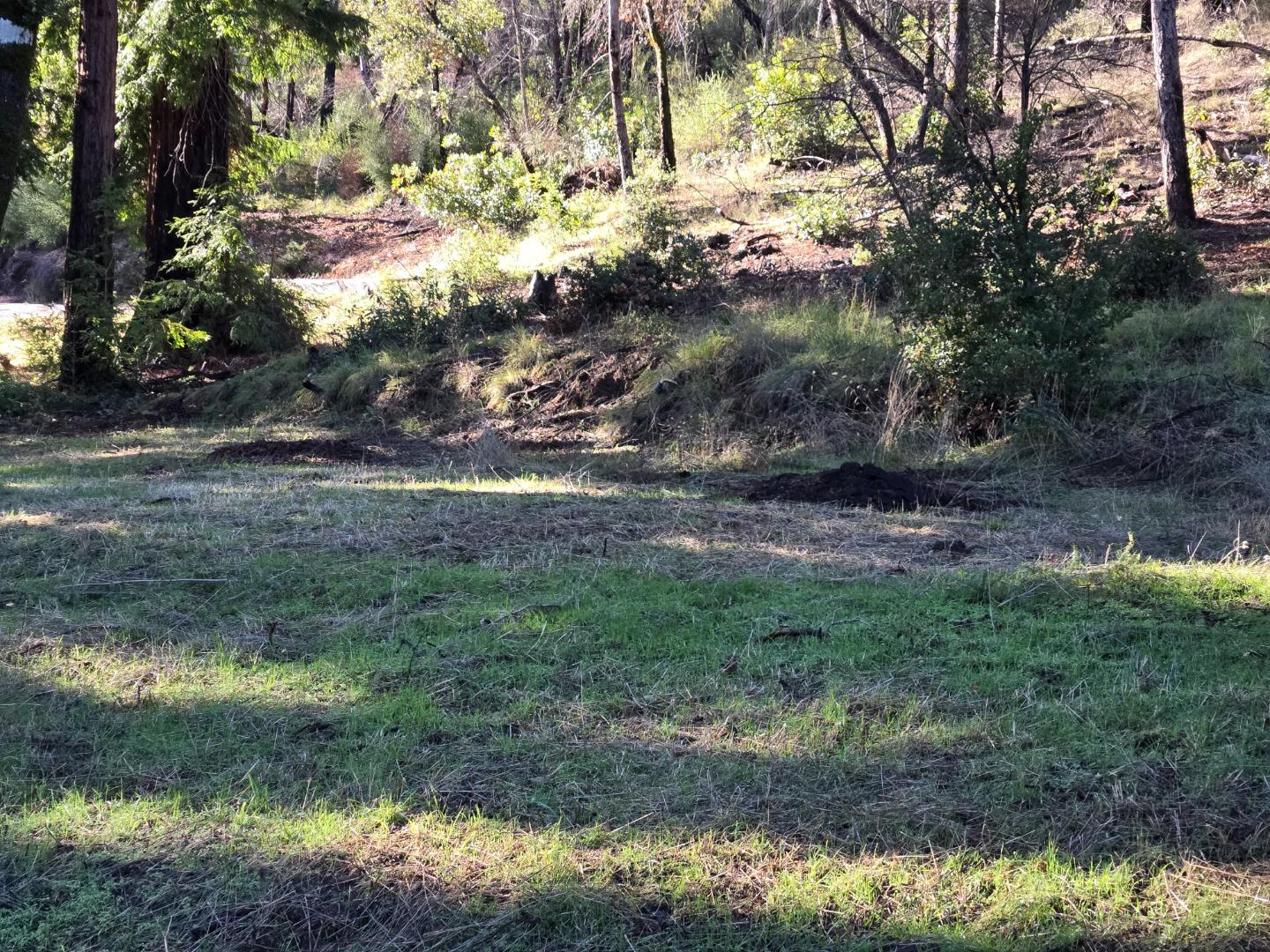 Grassy clearing at the base of a wooded hillside with tall trees and dry brush.