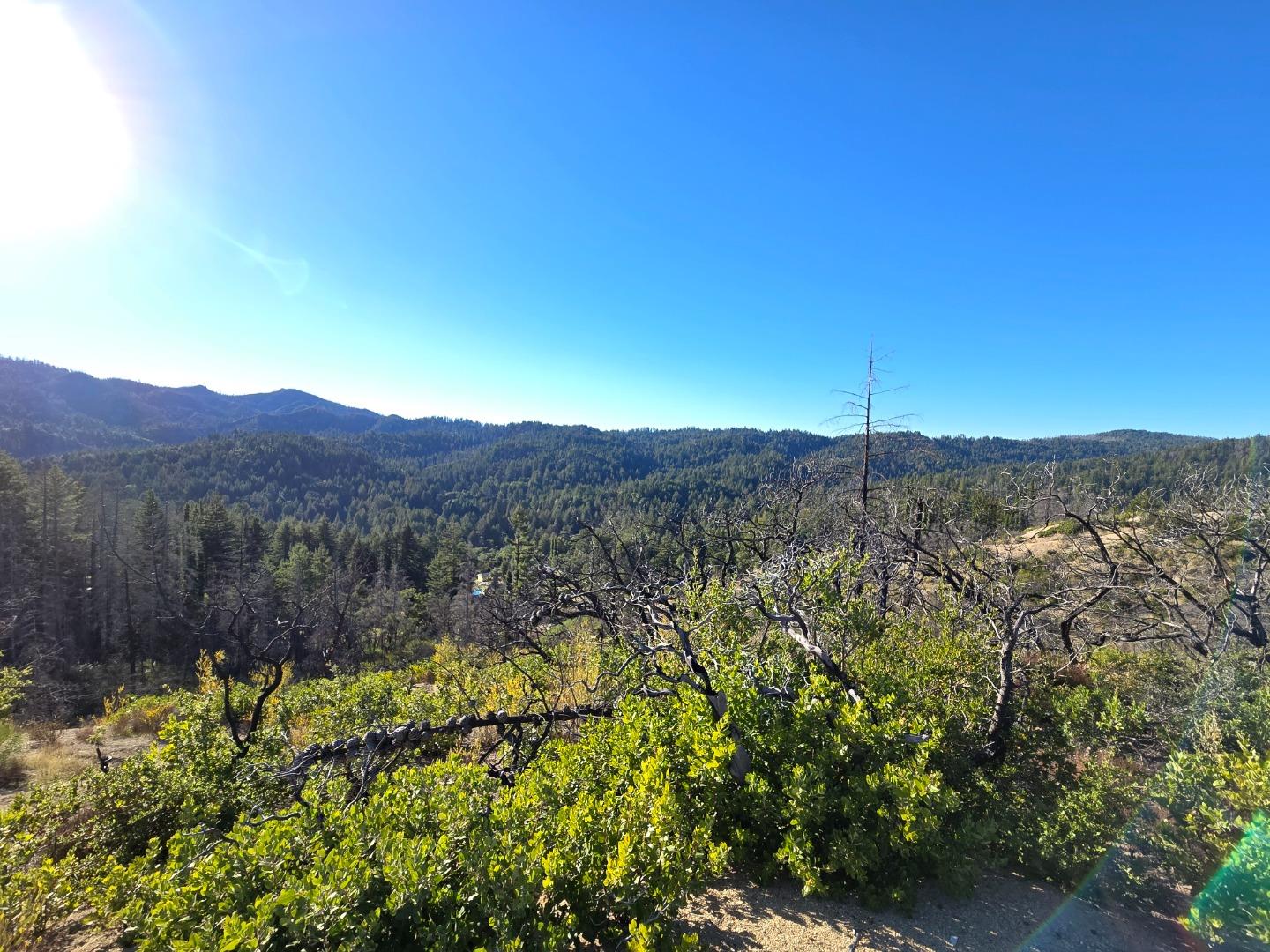 Mountain view across forested ridges, with scrub and bare trees in the foreground.