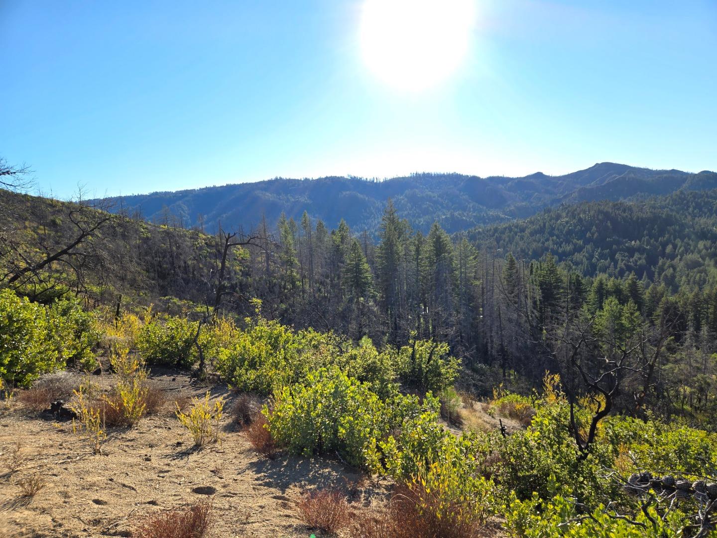 Rugged hillside overlooks forested mountains, with dry ground, green shrubs, and scattered bare trees.