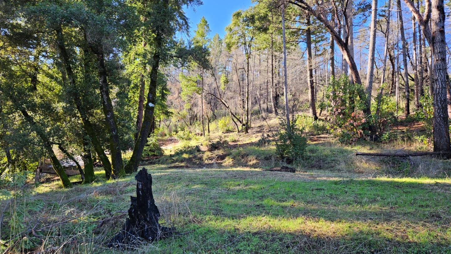 Wooded lot with a grassy clearing, mature trees, and a dark stump in the foreground.