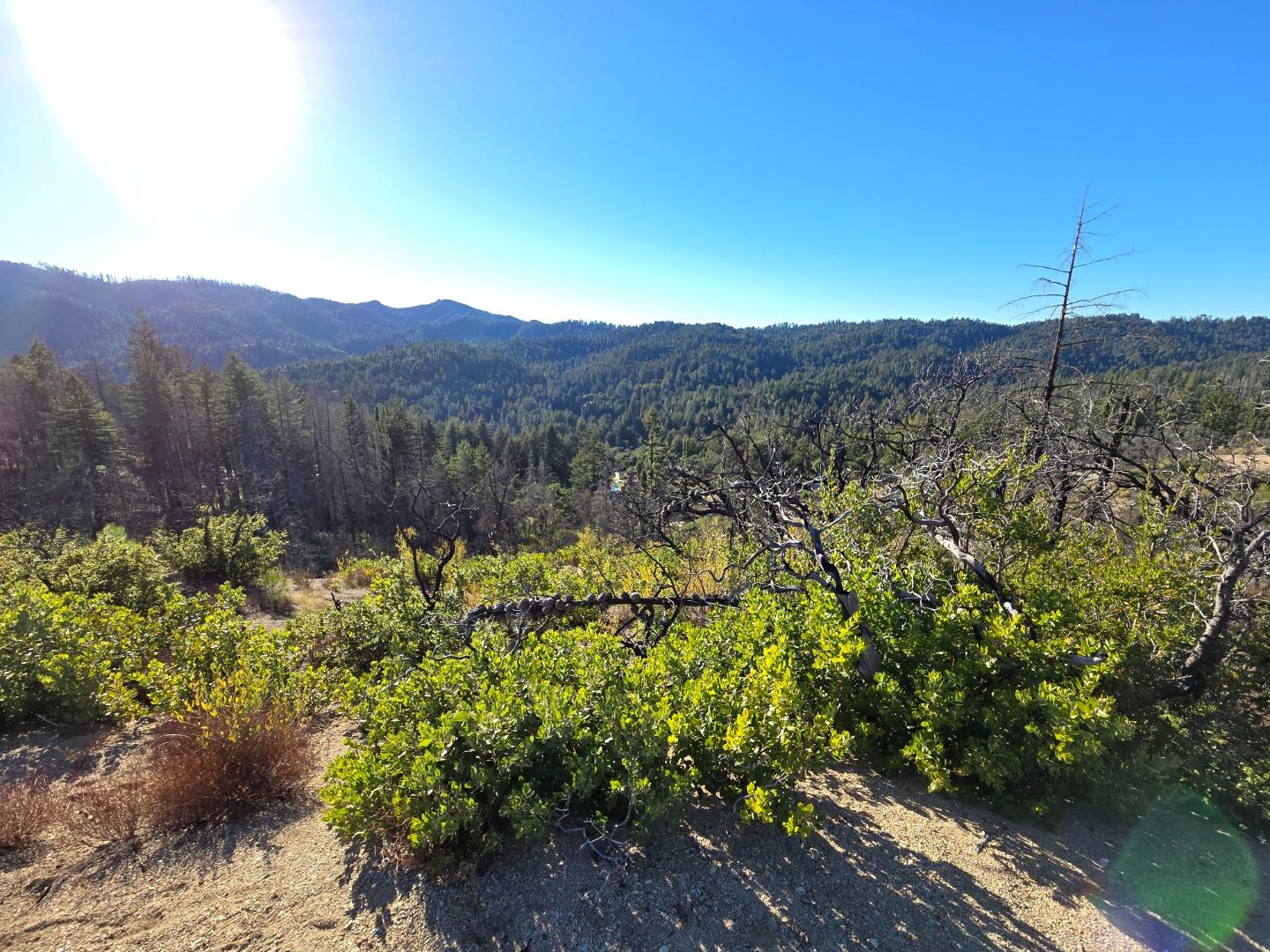 Forested mountain ridges beyond a hillside with shrubs and bare-branched trees.