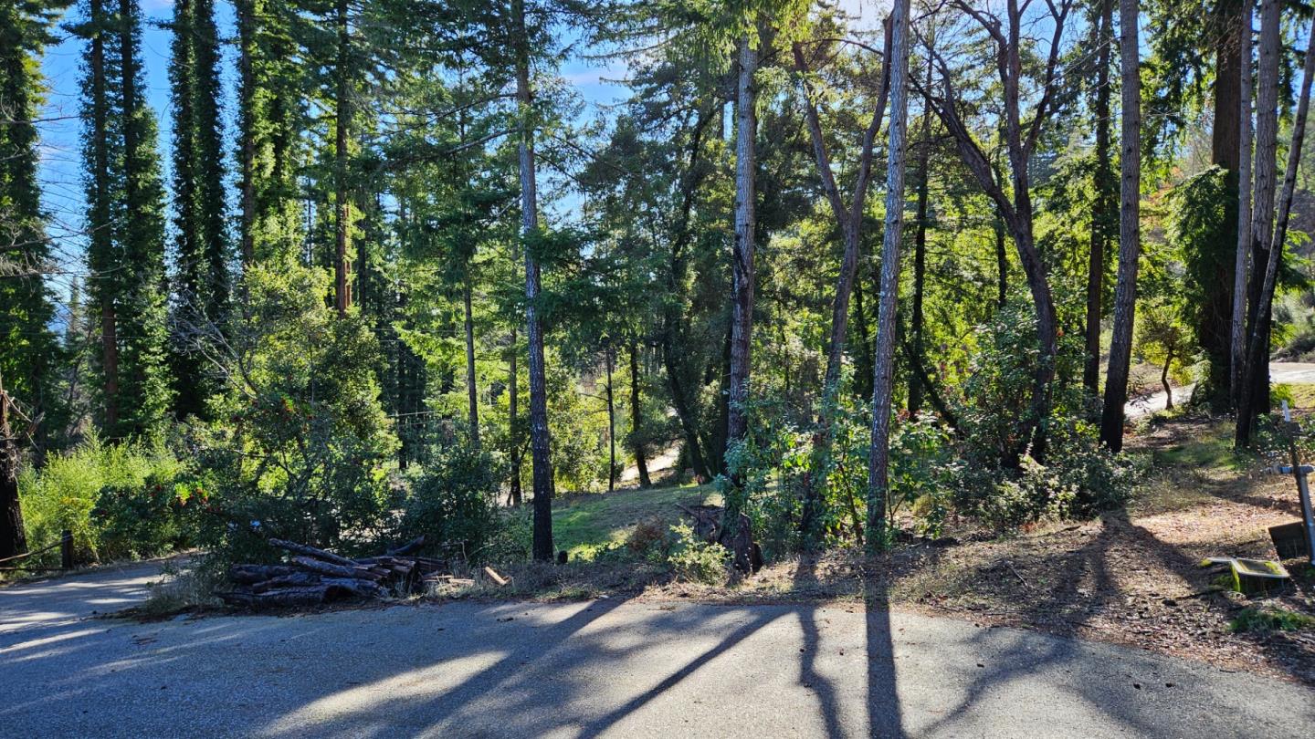 Wooded hillside property beside a paved road, with tall trees and a sunlit clearing.