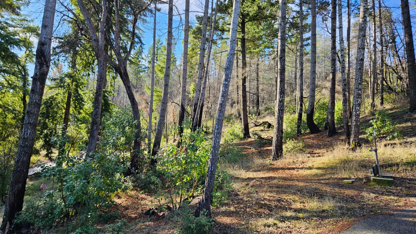 Wooded hillside lot with tall trees, shrubs, and a paved road along the lower edge.