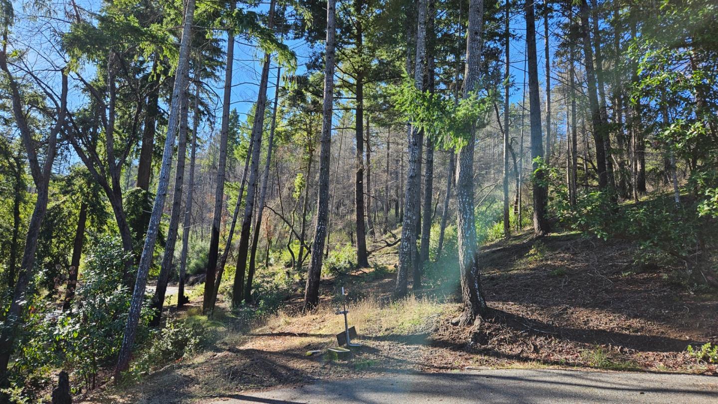 Wooded hillside lot with tall trees and a paved road along the foreground.